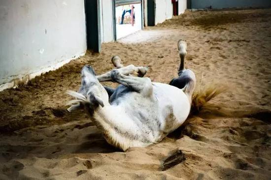 天啦噜站着睡觉马儿不累么? 教你正确理解马语言