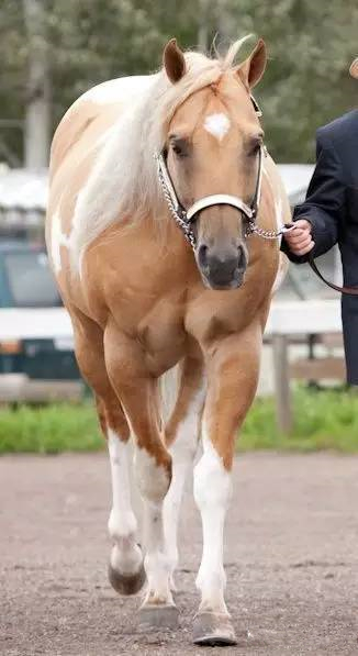 在绕桶赛事称霸的夸特马 风靡美国可不仅靠屁股大