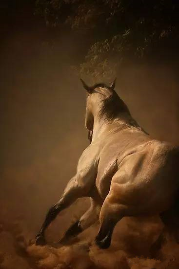 在绕桶赛事称霸的夸特马 风靡美国可不仅靠屁股大