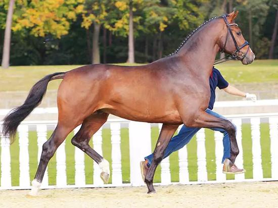 德国马术成功秘诀马匹品种多重视繁育和培训