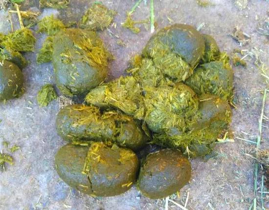 一斤马粪在国外价值40元是什么让马粪迎来春天