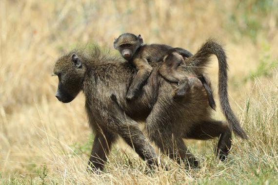 盘点球场中的“不速之客”