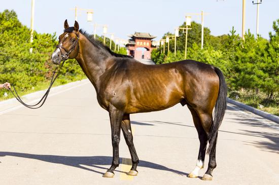 今年配种去哪里宝驹苏萨中国繁衍子嗣频频获佳绩