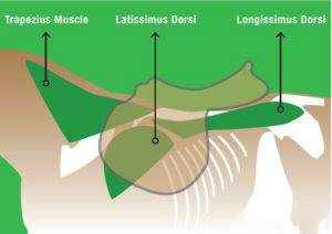 马背肌肉群图示