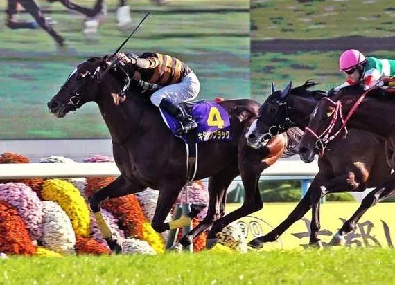 association, jra)公布2016年的日本马王(horse of the year)是北部