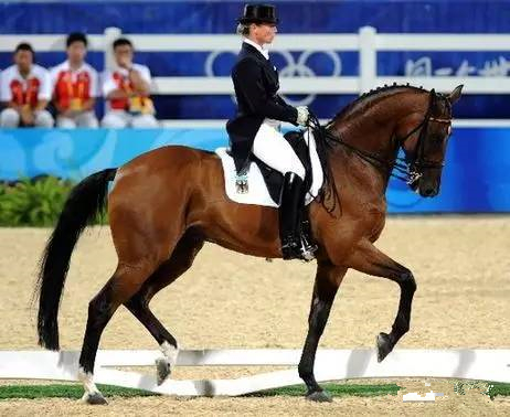 马术与飞燕的渊源 燕尾服为什么要有两个燕尾巴?