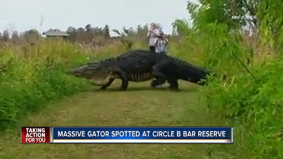巨型短吻鳄穿过球场