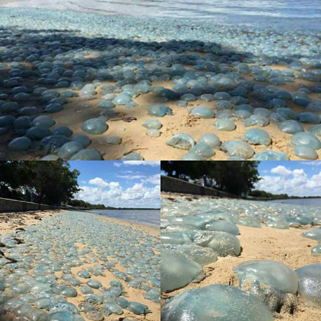 数千只蓝色水母被冲到澳大利亚沙滩，碰到会被灼伤。