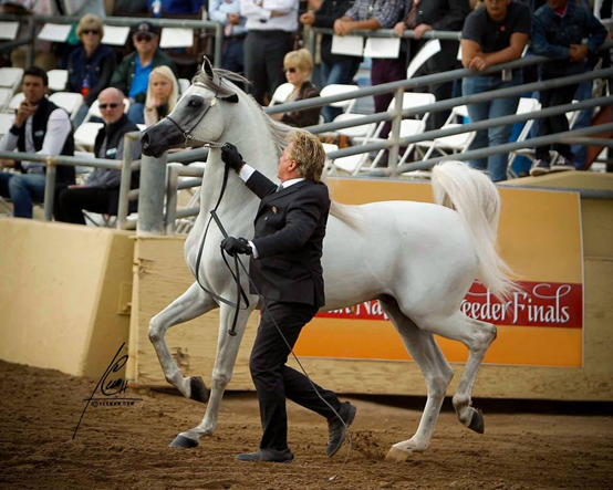 见证活的艺术品!中国马亮相scottsdale阿拉伯马展
