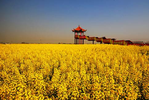 沙洋跑马旅游:详读楚文化 畅游油菜花田