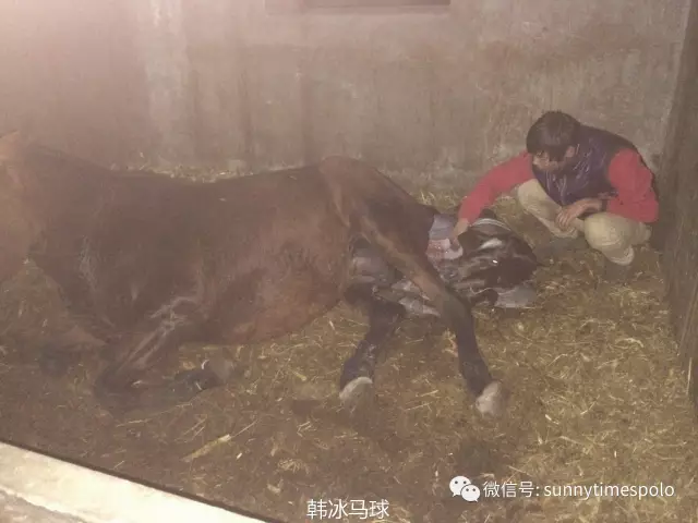 来聊聊小马出生的那些事儿