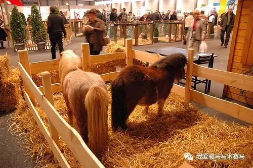 pony马到底是什么马 中国有没有自己的pony?_马术_新浪竞技风暴_新浪网