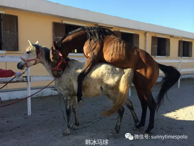 怎样照顾怀孕的母马?来聊聊小马出生的那些事儿