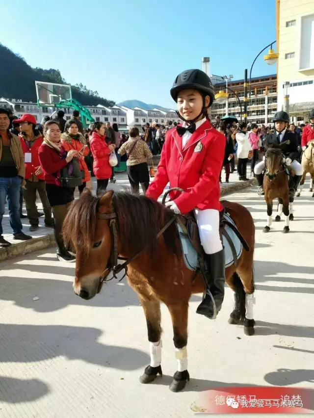 pony马到底是什么马 中国有没有自己的pony?_马术_新浪竞技风暴_新浪网