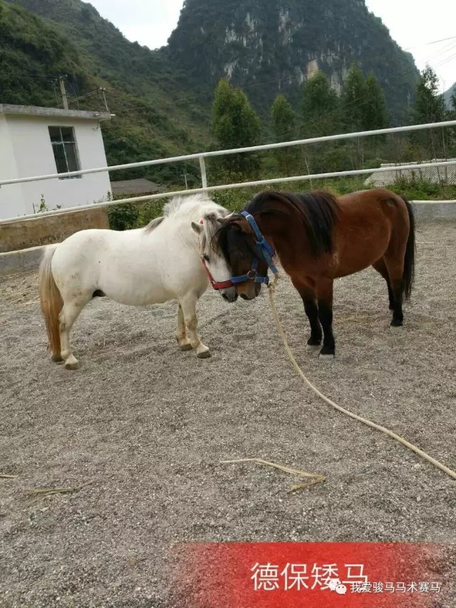 pony马到底是什么马 中国有没有自己的pony?_马术_新浪竞技风暴_新浪网
