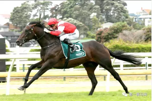 （图片来源NZ Racing News） 蒙古传奇