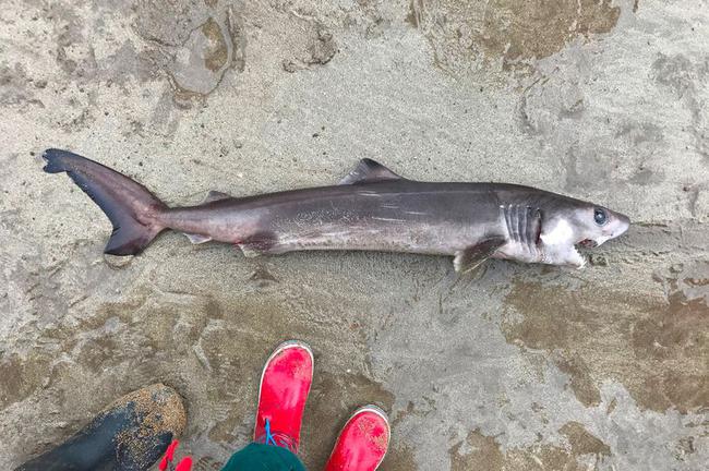 据悉，这是英国史上首次发现的热带地区罕见品种鲨鱼。