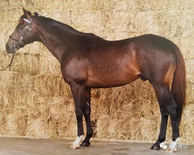 8000多万的种公马"嘉里"!配种费需要多少?