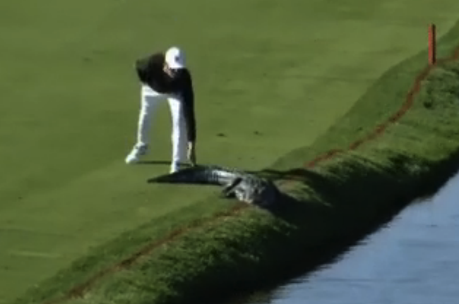 帕尔默赛格里布尔在六号洞用手拍鳄鱼尾巴