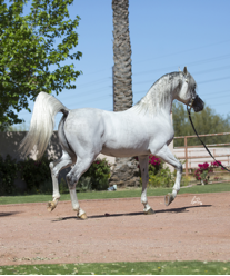 中国公马【泰坦】