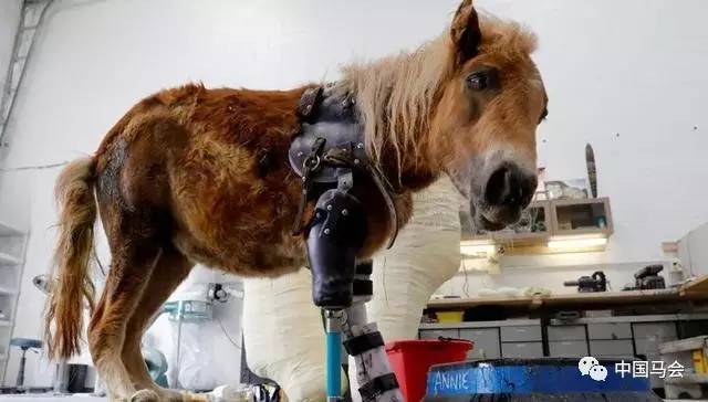 装假肢的小马
