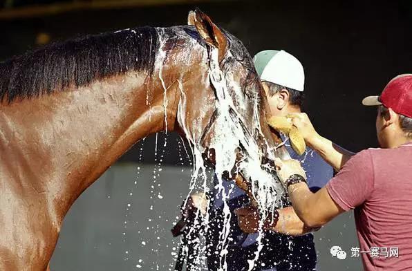 骑手为马儿沐浴