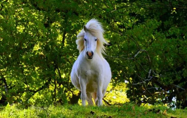 小巧玲珑，温和友善的果下马