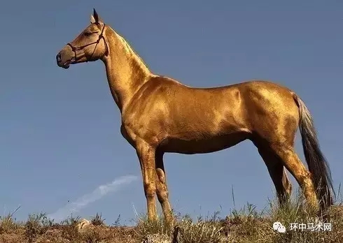 古人对马分类细致并冠以不同称呼