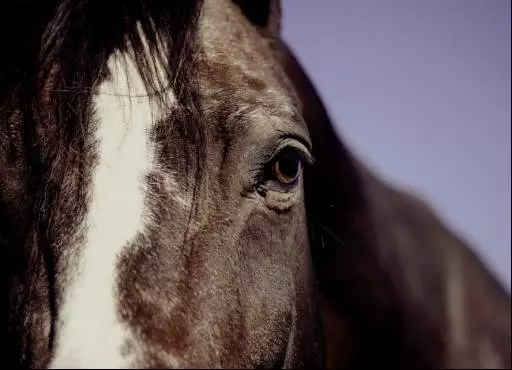 为你爱的马儿找到好的归宿