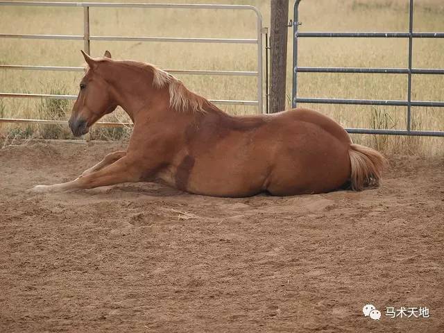 马儿总在泥浆里打滚 原来是这个原因