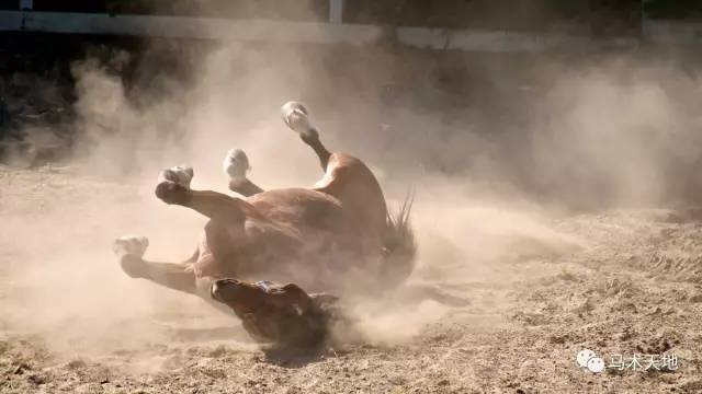马在地上打滚
