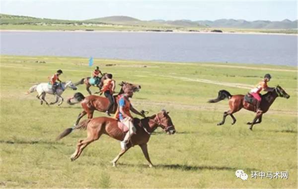 内蒙草原上奔驰的骏马