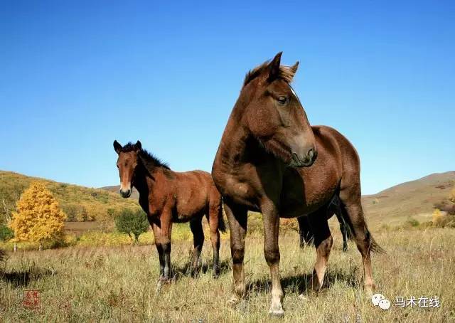 质朴的天之骄子 领略蒙古马气度不凡的另一面