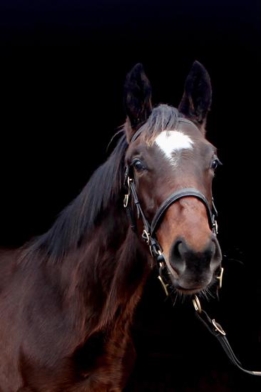 一代骄马范高尔