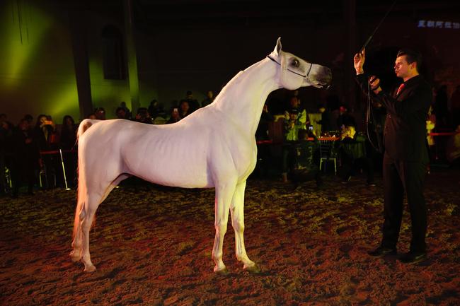 交流融合促发展首届中国阿拉伯马鉴赏会在京举行