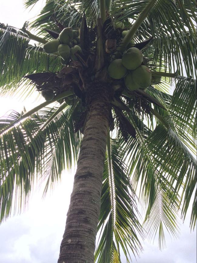 球场遍布的椰子树结满果实
