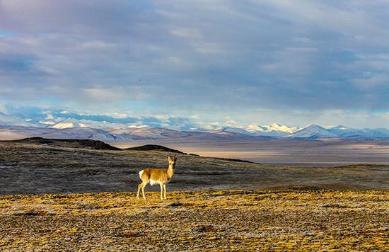 青海可可西里无人区
