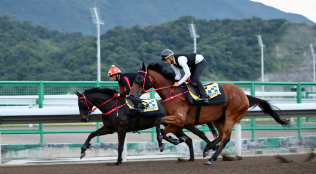 从化马匹训练中心跑道