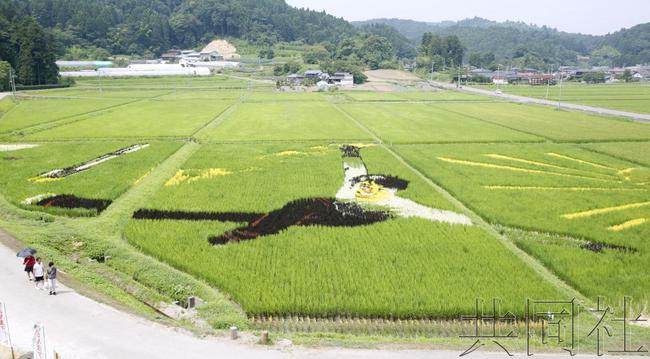 宫城县羽生结弦稻田画迎来观赏期