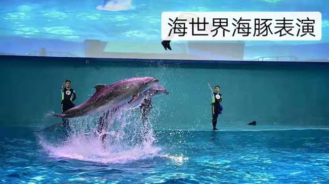 海世界海豚表演