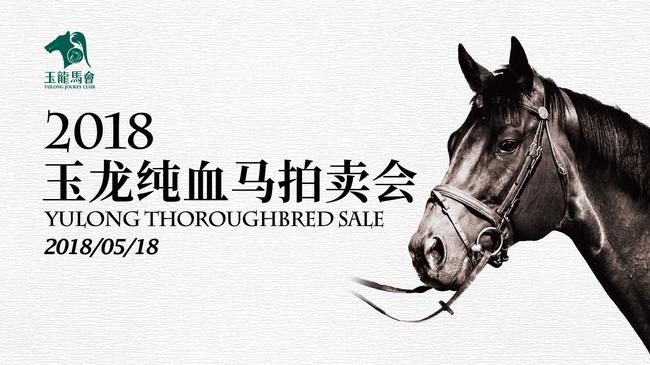 玉龙纯血马拍卖会