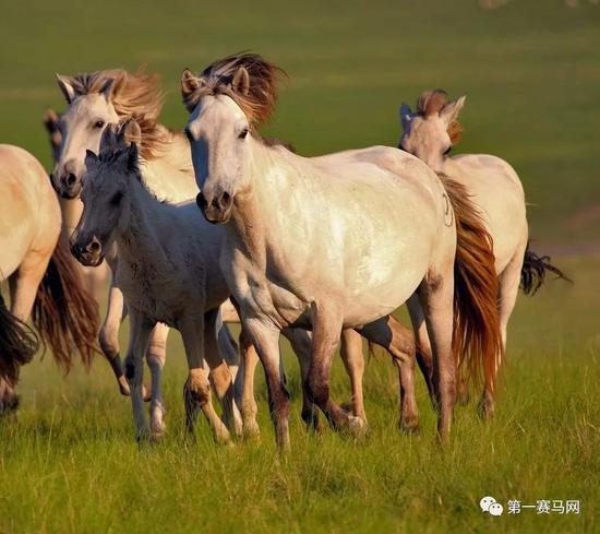 俊悍的蒙古马是“吃苦耐劳、勇往直前”的象征