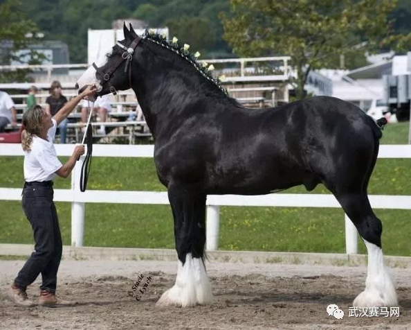 综合体育 马术 骑乘学院 正文  akhal-teke horse      friesian