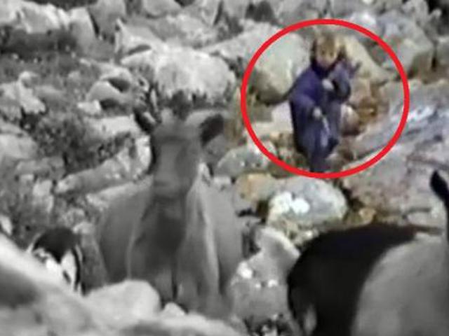 莫德里奇从放羊娃到中场大师