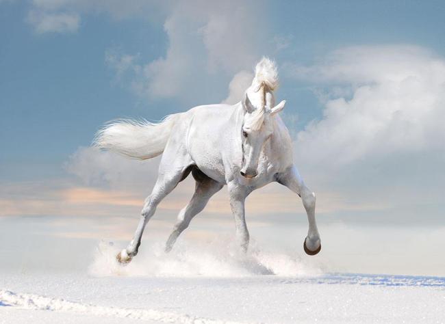 龙马精神——马有三分龙气，是真的吗？