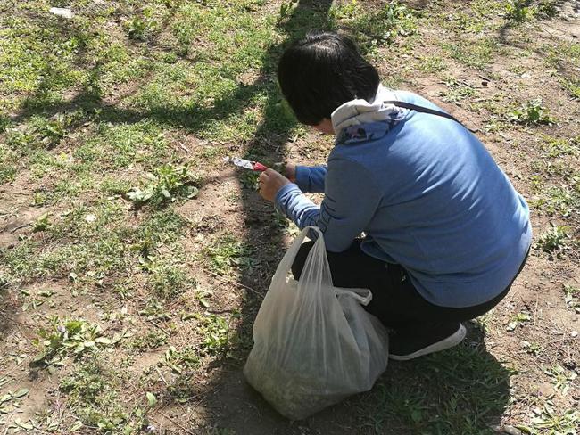 奥森遭大妈乱挖野菜园方没有野菜都是专门种的