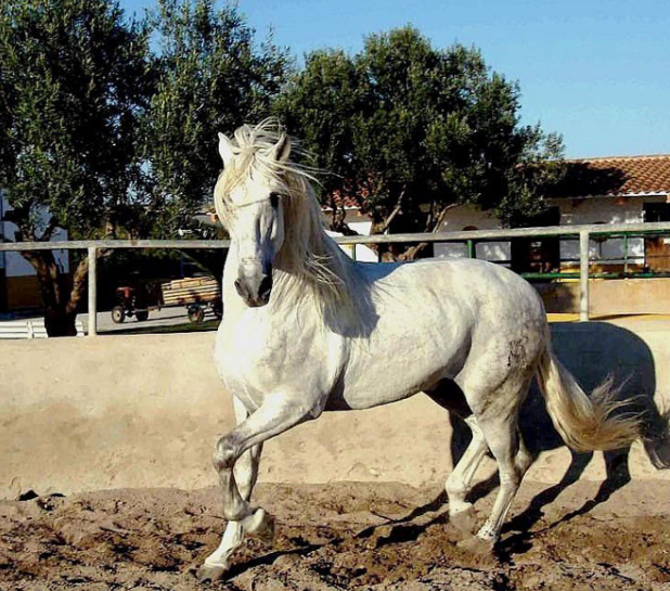 西班牙战马安达卢西亚马