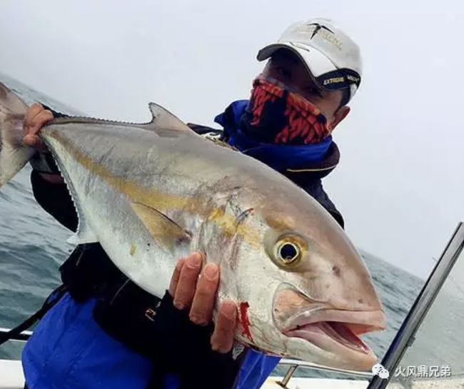 黄鳍金枪鱼,狗牙金枪,章红,石斑,马林,东星斑,马鲛鱼等fish目标鱼种