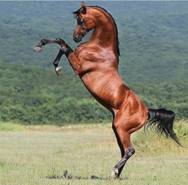 关于马的二十个你可能不知道的趣事