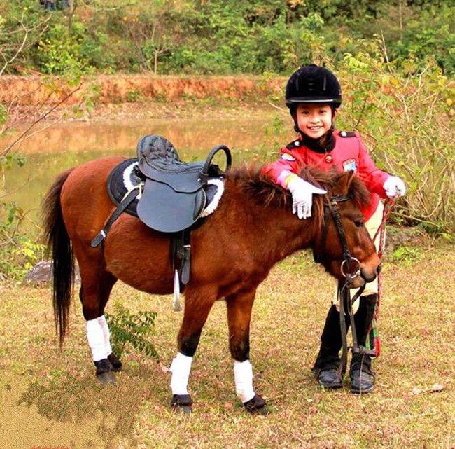 身高相当于六岁儿童的矮马